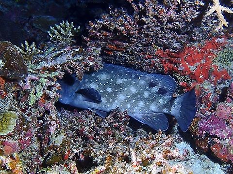 Whitespotted Grouper - Epinephelus coeruleopunctatus  Epinephelus coeruleopunctatus,Fish,Grouper,Maldives,Whitespotted Grouper