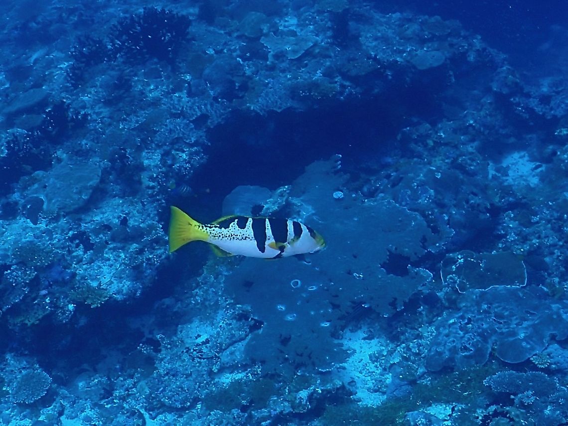 Blacksaddle Coralgrouper - Plectropomus laevis Adult form Blacksaddled Coralgrouper,Coralgrouper,Fish,Grouper,Maldives,Plectropomus laevis