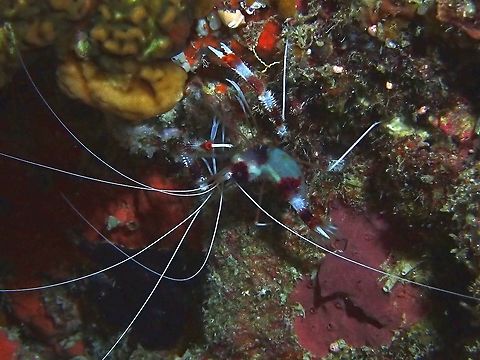 Banded Coral Shrimp - Stenopus hispidus  Banded Coral Shrimp,Coral Shrimp,Maldives,Shrimp,Stenopus hispidus