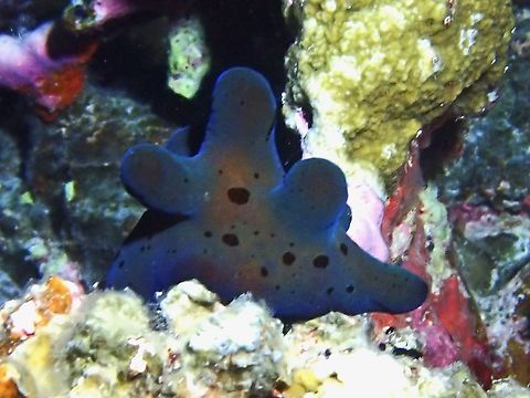 Velvet Snail - Coriocella hibyae  Coriocella hibyae,Maldives,Velvet Snail