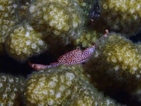 Rust-Spotted Guard Crab - Trapezia rufopunctata  Crab,Guard Crab,Maldives,Rust-Spotted Guard Crab,Trapezia rufopunctata