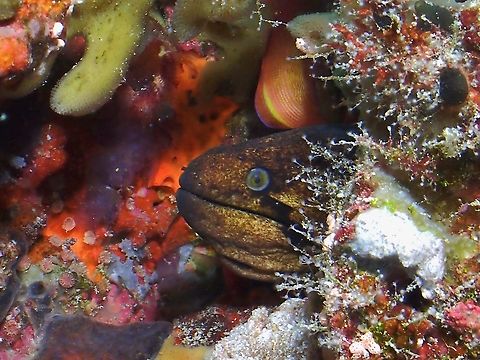 Masked Moray - Gymnothorax breedeni Brown with tan flecks; black blotchy band from eye to behind mouth and black blotch over gill opening. Fish,Gymnothorax breedeni,Maldives,Masked Moray,Moray,Moray Eel