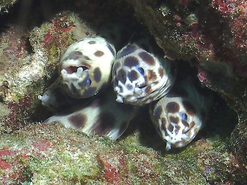 5-Headed Snake Eel! This Spotted Snake Eels seems to enjoy sharing their home. Maldives,Myrichthys maculosus,Snake Ell,Spotted Snake Eel