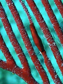 Pink Allied Cowry - Aclyvolva coarctata This Allied Cowry can camouflage very well, taking in the colours of its host, the Harp Coral.
Picture of the host can be seen here :
https://www.jungledragon.com/image/56200/underwater_harp.html Aclyvolva coarctata,Cowry,Malaysia,Pink Allied Cowry,Sabah