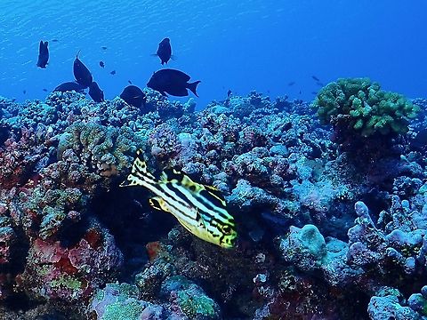 Striped Sweetlips - Plectorhinchus lessonii  Fish,Maldives,Plectorhinchus lessonii,Striped Sweetlips,Sweetlips