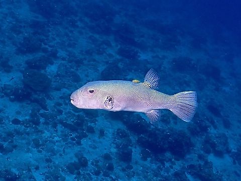 Starry Puffer - Arothron stellatus  Arothron stellatus,Fish,Maldives,Puffer,Pufferfish,Starry puffer
