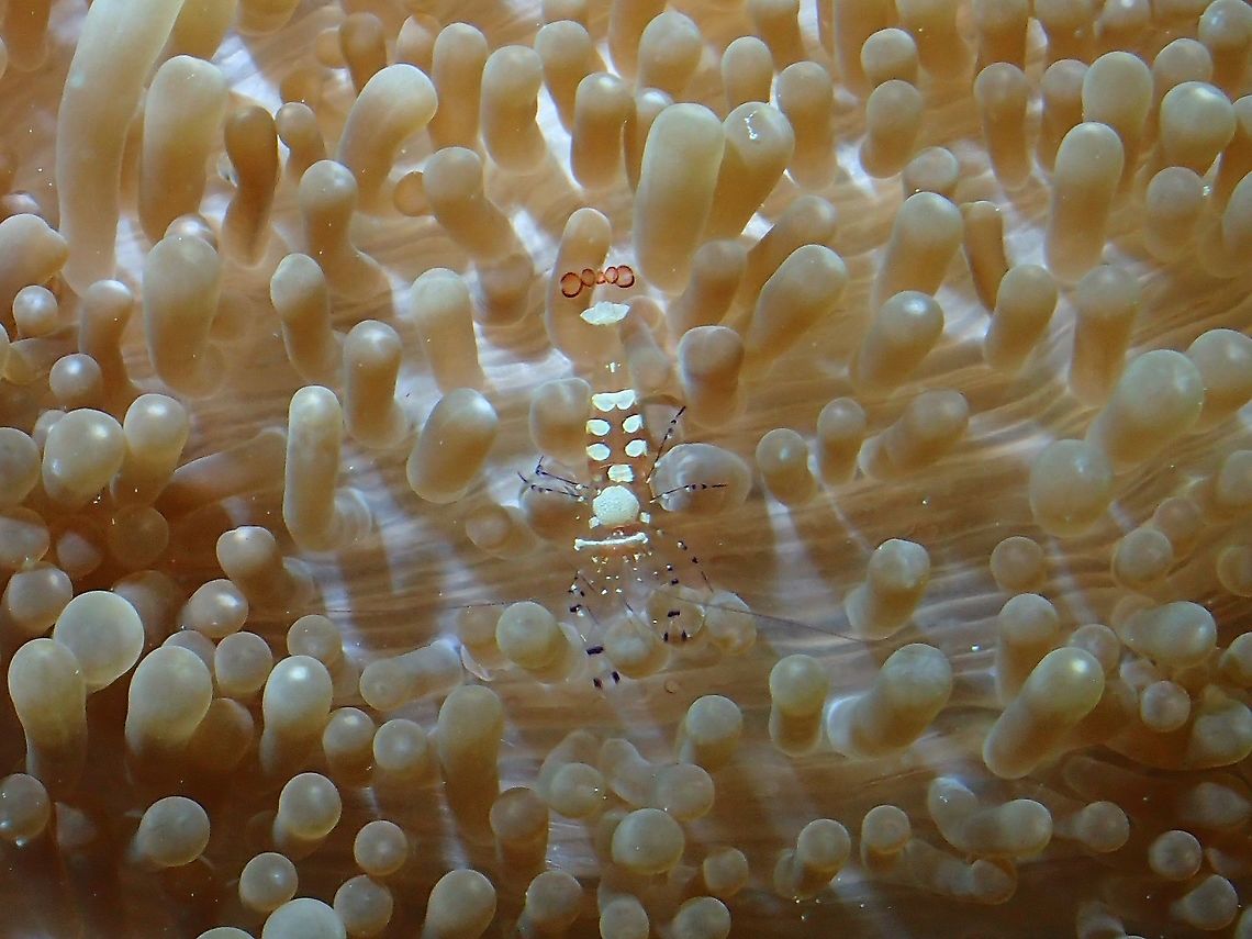 Peacock Tail Anemone Shrimp - Periclemenes brevicarpalis This species is also known as Ancylocaris brevicarpalis.<br />
Not sure which genus is the latest name to use. Anemone Shrimp,Maldives,Periclemenes brevicarpalis,Periclimenes brevicarpalis,Shrimp