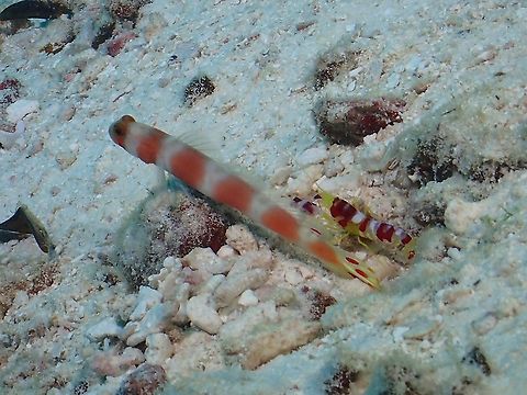 Partners This observation refers to the Shrimp, known as Randall's Pistol Shrimp.
They have a symbiotic relationship with the Goby whom they shares a burrow/den.
The Shrimps are blind and they do the 'housekeeping' work, cleaning the burrow while the Goby sits at the entrance of the burrow watching out.  They goby uses its tail to signal to the shrimp when it is 'safe' to excavate pebbles and stuff from inside the burrow and bring it out. Alpheus randalli,Maldives,Pistol Shrimp,Randall's Pistol Shrimp,Shrimp