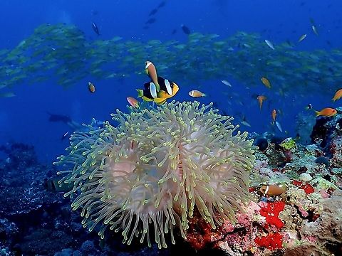Sharing Home This observation refers to Clark's Anemonefish.
There are times they share the same Anemone with other Clownfishes, in this case, the Maldive Anemonefish - Amphiprion nigripes. Amphiprion clarkii,Anemonefish,Clarks Anemonefish,Clownfish,Fish,Maldives