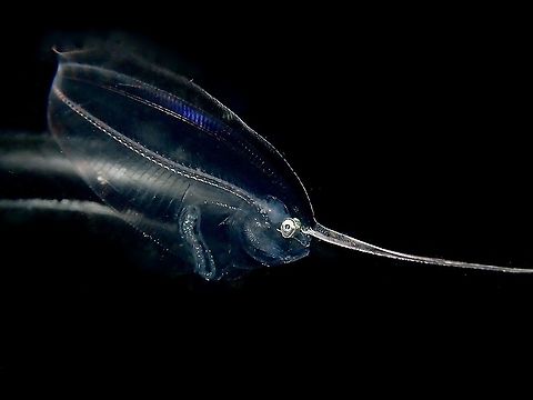 See-Through-Me! A juvenile Flounder, size around 4-5 cm, almost transparent was attracted to the light behind our dive boat, feeding among planktons. Fish,Flounder,Maldives