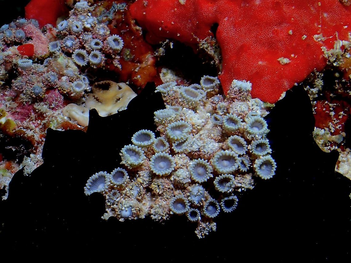 Corals - Neozoanthus uchina Was surprised to get this identified; Neozoanthus uchina was first discovered from Ryukyus Islands, Japan and newly described in 2012, the description paper can be seen here :<br />
<br />
<a href="https://www.ncbi.nlm.nih.gov/pmc/articles/PMC3520147/" rel="nofollow">https://www.ncbi.nlm.nih.gov/pmc/articles/PMC3520147/</a><br />
<br />
Zoanthid Corals have amazing colours when UV lights is used, thus they can be favourite among hobbyists who keeps corals in aquariums.<br />
<br />
Check out this video of other Zoanthid Corals in Aquarium under UV lightings :<br />
<br />
<section class="video"><iframe width="448" height="282" src="https://www.youtube-nocookie.com/embed/jdRevbeVXFw?hd=1&autoplay=0&rel=0" frameborder="0" allowfullscreen></iframe></section> Corals,Maldives,Neozoanthus uchina,Soft Corals