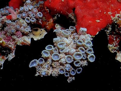 Corals - Neozoanthus uchina Was surprised to get this identified; Neozoanthus uchina was first discovered from Ryukyus Islands, Japan and newly described in 2012, the description paper can be seen here :

https://www.ncbi.nlm.nih.gov/pmc/articles/PMC3520147/

Zoanthid Corals have amazing colours when UV lights is used, thus they can be favourite among hobbyists who keeps corals in aquariums.

Check out this video of other Zoanthid Corals in Aquarium under UV lightings :

https://www.youtube.com/watch?v=jdRevbeVXFw Corals,Maldives,Neozoanthus uchina,Soft Corals