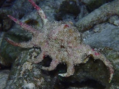 Scorpion Spider Conch - Lambis scorpius indomaris Was told this is a sub-species of Scorpion Spider Conch - Lambis scorpius ssp. indomaris. Conch,Lambis scorpius,Lambis scorpius indomaris,Maldives,Scorpion Spider Conch,Spider Conch