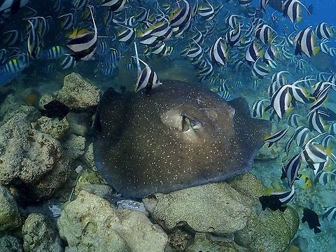 Ray among Fishes This Mangrove Whipray - Urogymnus granulatus was a surprise show-up among hundreds of other Stingrays from other species during the dive.  It came to feeds on Tuna carcasses/head that were discarded by the Tuna factory. Fish,Maldives,Mangrove whipray,Ray,Stingray,Urogymnus granulatus,Whipray