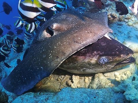 Tuna Headed Ray! This Mangrove Whipray enjoying its meal of the head of Dogtooth Tuna. Fish,Maldives,Mangrove whipray,Ray,Stingray,Urogymnus granulatus,Whipray