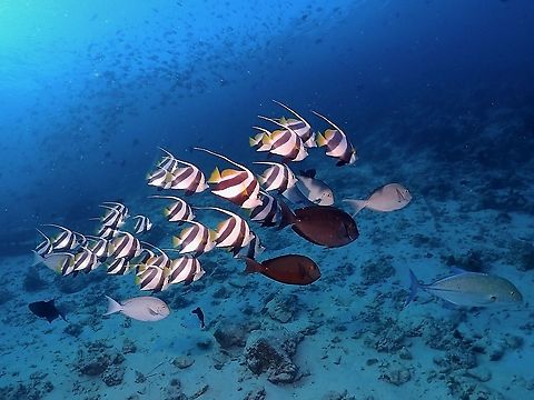 Schooling Bannerfishes - Heniochus diphreutes  Bannerfish,Fish,Heniochus diphreutes,Maldives,Schooling Bannerfish