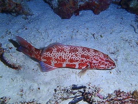 Coralgrouper - Plectropomus sp This could just be a variation of colourations/patterns, but not able to nail it down to species level. Coralgrouper,Fish,Grouper,Maldives,Plectropomus,Plectropomus sp