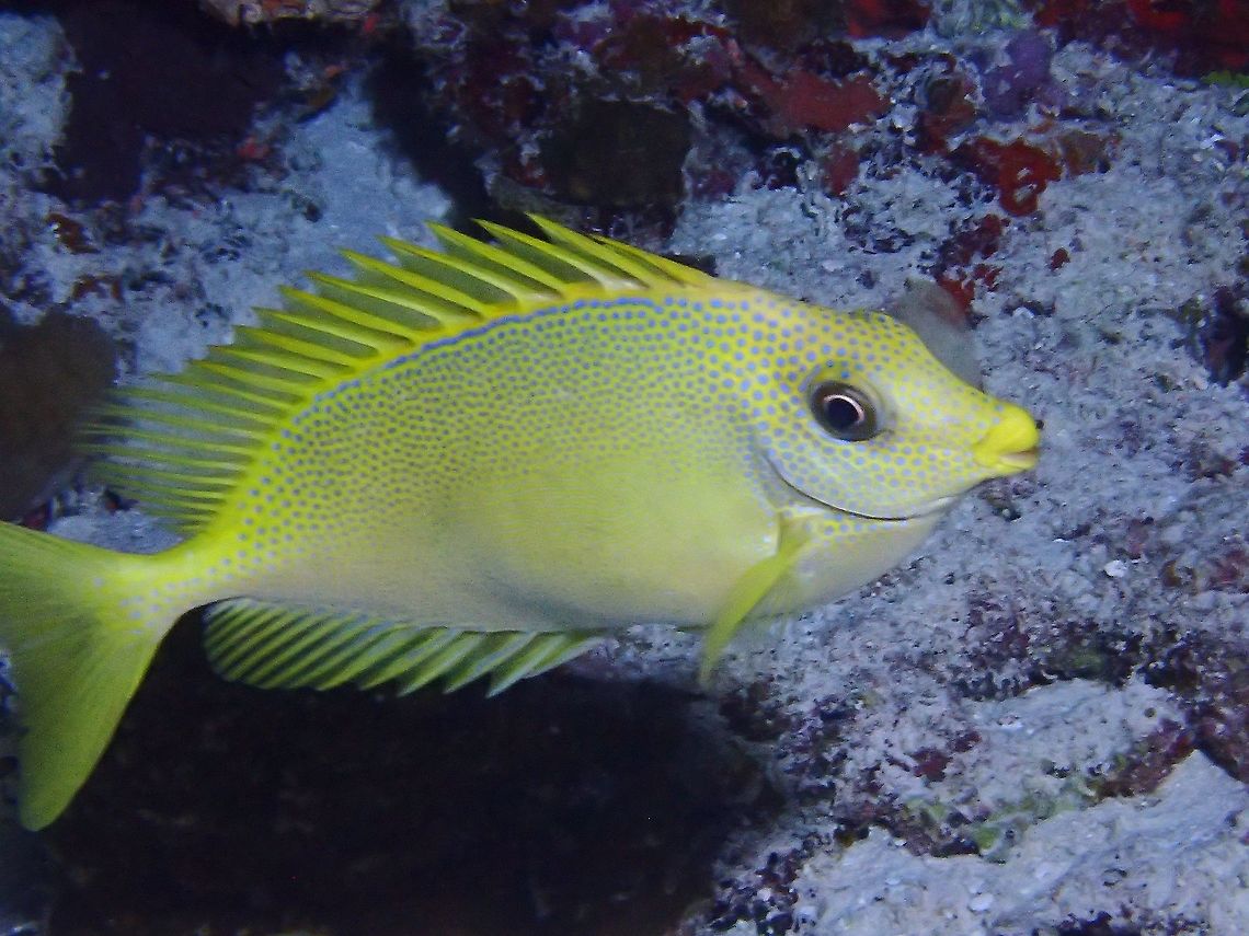 Coral Rabbitfish - Siganus corallinus  Blue-spotted spinefoot,Coral Rabbitfish,Fish,Maldives,Rabbitfish,Siganus corallinus