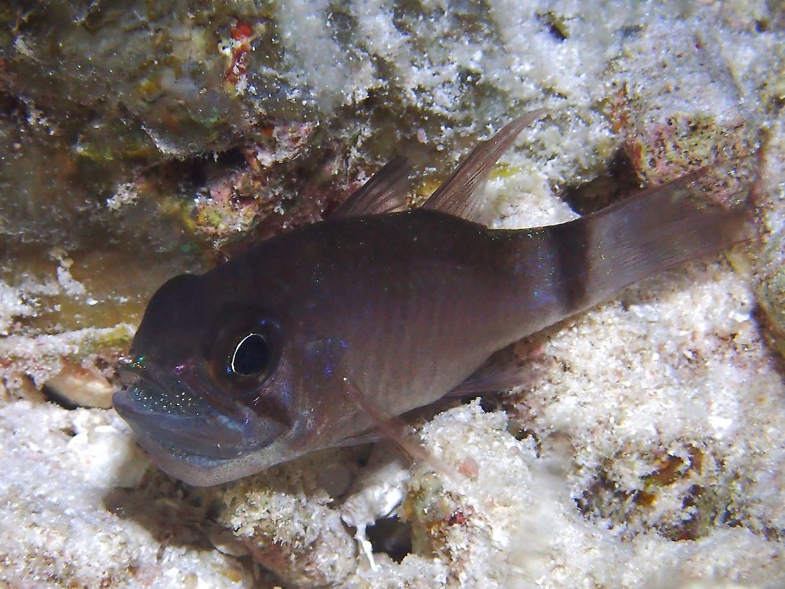 Cardinalfish - Nectamia sp This Cardinalfish from the genus Nectamia is brooing eggs in his mouth. Cardinalfish,Fish,Maldives,Nectamia,Nectamia sp