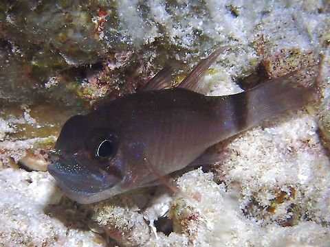 Cardinalfish - Nectamia sp This Cardinalfish from the genus Nectamia is brooing eggs in his mouth. Cardinalfish,Fish,Maldives,Nectamia,Nectamia sp