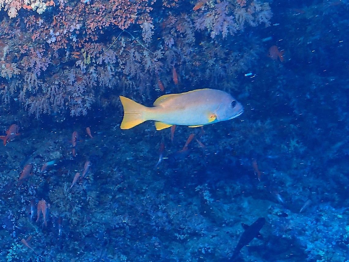 One Spot without the Spot A variation fo the One-Spot Snapper, not showing the spot on its body. Fish,Lutjanus monostigma,Maldives,One-Spot Snapper,Snapper