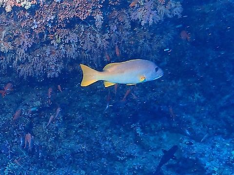 One Spot without the Spot A variation fo the One-Spot Snapper, not showing the spot on its body. Fish,Lutjanus monostigma,Maldives,One-Spot Snapper,Snapper