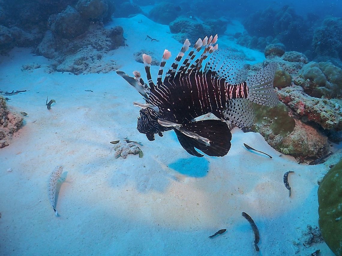 Eyeing Lunch! This Lionfish was eyeing its lunch, but didn&#039;t get it.  They hunts better at night. Fish,Indian Lionfish,Lionfish,Maldives,Pterois miles