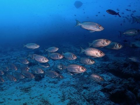 Crescent-Tail Bigeye - Priacanthus hamrur Bigeye,Crescent-Tail Bigeye,Fish,Lunar-tailed Bigeye,Maldives,Priacanthus hamrur