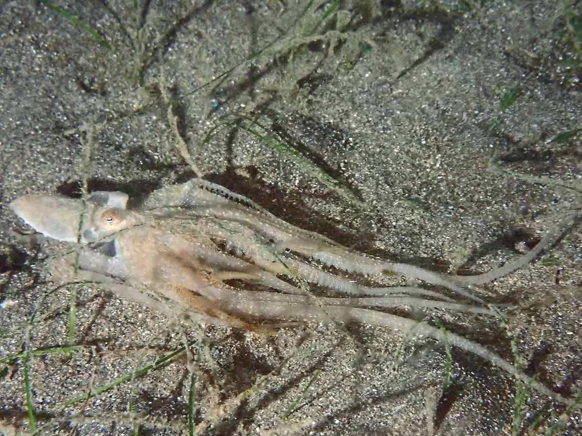 Octopus Cannibalism Indo-Pacific Long-Arm Octopus - Abdopus sp, seen here snatching another octopus for its meal.<br />
Do watch the video to see the story.<br />
<br />
<section class="video"><iframe width="448" height="282" src="https://www.youtube-nocookie.com/embed/OTJqb-SR2Ig?hd=1&autoplay=0&rel=0" frameborder="0" allowfullscreen></iframe></section><br />
<br />
This Octopus has been known/documented by divers/photographers for many years but its still yet to be described scientifically. Abdopus,Abdopus sp,Anilao,Batangas,Octopus,Philippines