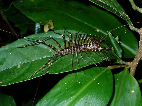 Invasive everywhere The House Centipede - Scutigera coleoptrata originates from Mediterranean area is now widespread all over the world - South/North America, Africa, most of Asia (including South Korea and Japan) and Australia/New Zealand.

Although known as House Centidepe, seldom come across them in houses but have always seen them during night walks in the forest.
 Centipede,House Centipede,Malaysia,Sabah,Scutigera coleoptrata