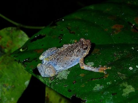 Tree Hole Frog - Metaphrynella sundana  Frog,Malaysia,Metaphrynella sundana,Sabah,Tree Hole Frog