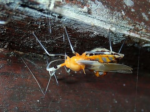 Assassin Bug - Sycanus sp  Assassin Bug,Malaysia,Reduviidae,Sabah,Sycanus,Sycanus sp