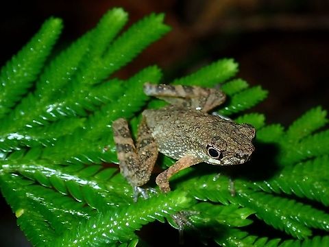Stream Toad - Ansonia sp.  Ansonia,Ansonia sp,Malaysia,Sabah,Stream Toad,Toad
