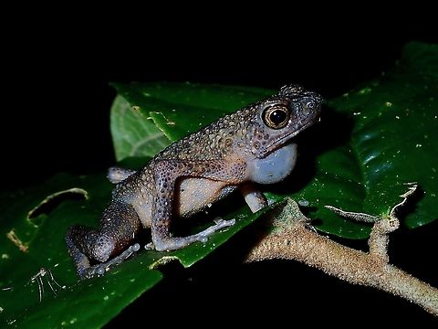 Long-Fingered Stream Toad - Ansonia longidigita  Ansonia longidigita,Long-Fingered Stream Toad,Malaysia,Sabah,Stream Toad,Toad
