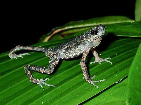 Push-Up Spiny Slender Toad - Ansonia spinulifer Ansonia spinulifer,Malaysia,Sabah,Slender Toad,Spint Slender Toad,Toad