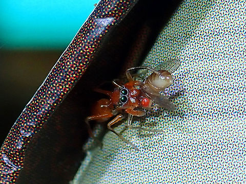 Fruit Fly for Meal We had some fruits on the dinner table which attracted fruit flies and that in turn attracted this Red Weaver Ant-Mimicking Spider.  By the time we noticed this Spider, she had already caught the fruit fly. Ant-Mimicking Spider,Kerengga ant-like jumper,Malaysia,Myrmaplata plataleoides,Red Weaver Ant-Mimicking Spider,Sabah,Spider