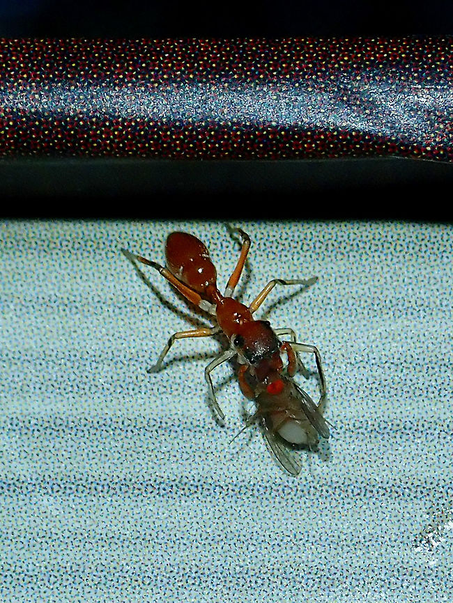 Red Weaver Ant-Mimicking Spider - Myrmaplata plataleoides Female Red Weaver Ant-Mimicking Spider - Myrmaplata plataleoides, males have much larger/longer impressive pedipalps. Ant-Mimicking Spider,Kerengga ant-like jumper,Malaysia,Myrmaplata plataleoides,Red Weaver Ant-Mimicking Spider,Sabah,Spider
