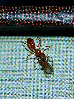 Red Weaver Ant-Mimicking Spider - Myrmaplata plataleoides Female Red Weaver Ant-Mimicking Spider - Myrmaplata plataleoides, males have much larger/longer impressive pedipalps. Ant-Mimicking Spider,Kerengga ant-like jumper,Malaysia,Myrmaplata plataleoides,Red Weaver Ant-Mimicking Spider,Sabah,Spider