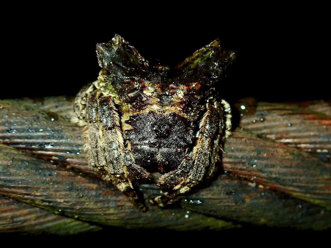 Wrap-Around Spider - Caerostris sumatrana  Caerostris sumatrana,Malaysia,Sabah,Spider,Wrap-Around Spider