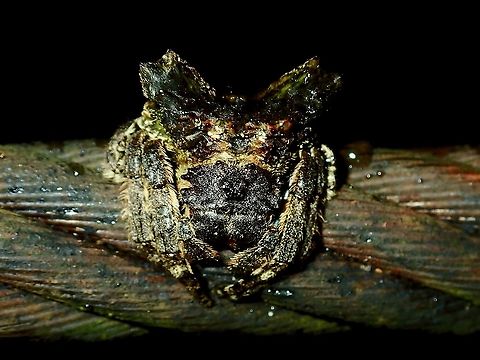 Wrap-Around Spider - Caerostris sumatrana  Caerostris sumatrana,Malaysia,Sabah,Spider,Wrap-Around Spider