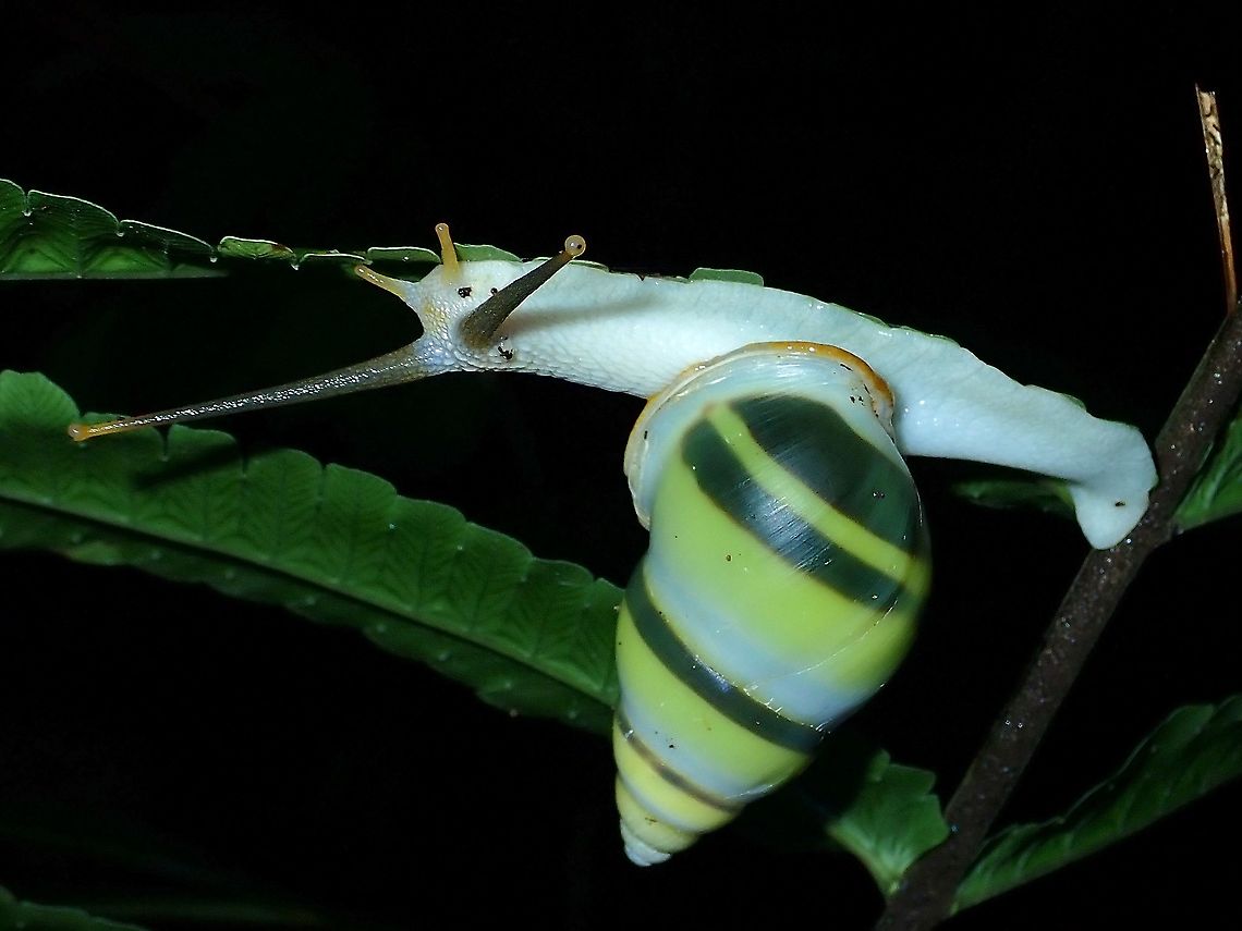 Snail - Amphidromus martensi  Amphidromus martensi,Malaysia,Sabah,Snail