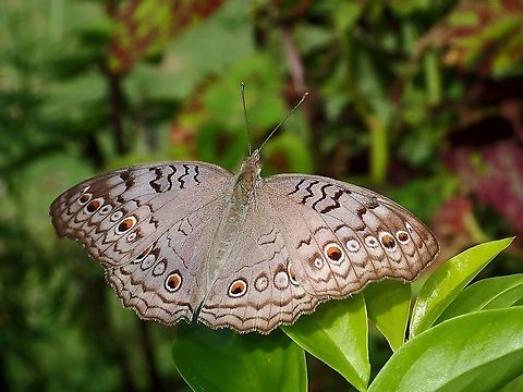 Gray Pansy - Junonia atlites  Butterfly,Gray Pansy,Junonia atlites,Malaysia,Sabah