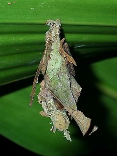 Bagworm - Psychidae  Bagworm,Malaysia,Psychidae,Sabah