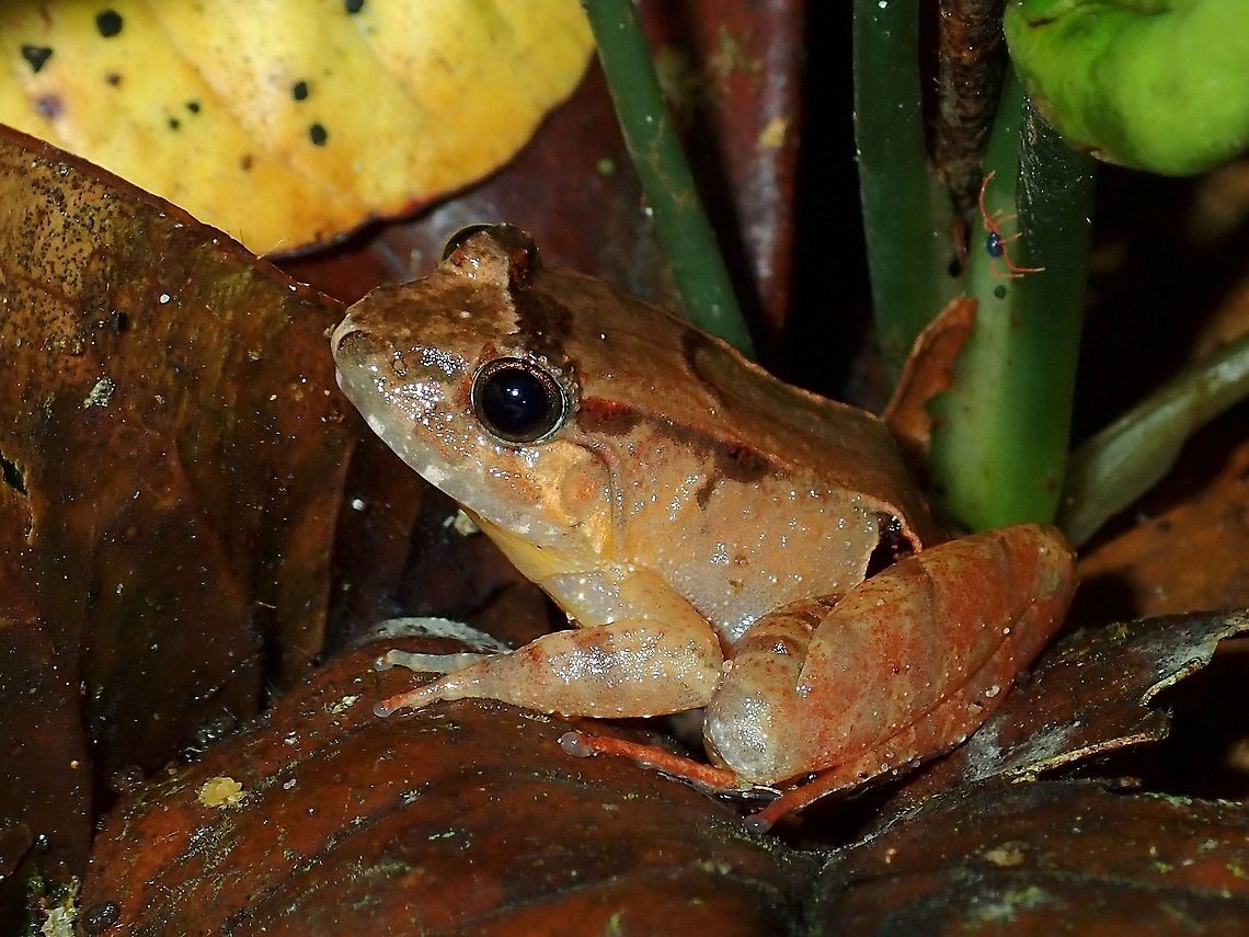Smooth Guardian Frog - Limnonectes palavanensis  Frog,Guarding Frog,Limnonectes palavanensis,Malaysia,Sabah,Smooth Guardian Frog