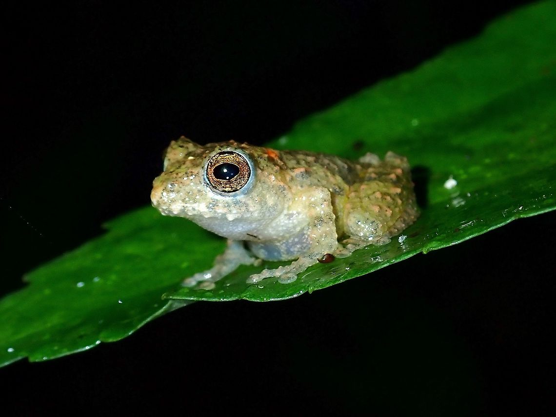 Shrub Frog - Philautus sp.  Frog,Malaysia,Philautus,Philautus sp,Sabah,Shrub Frog