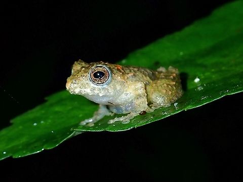 Shrub Frog - Philautus sp.  Frog,Malaysia,Philautus,Philautus sp,Sabah,Shrub Frog