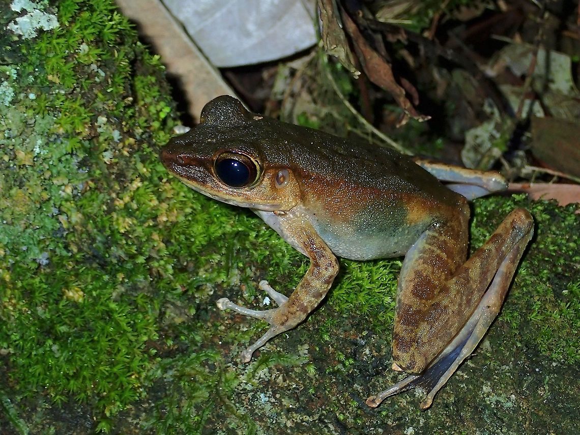 Frog - Meristogenys sp.  Frog,Malaysia,Meristogenys,Meristogenys sp,Sabah