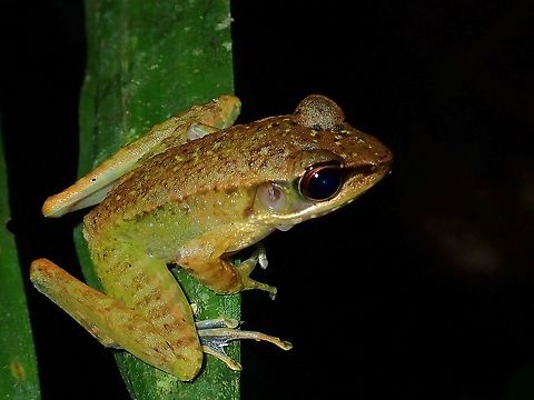 Frog - Meristogenys sp.  Frog,Malaysia,Meristogenys,Meristogenys sp,Sabah