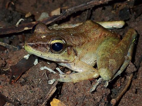 Frog - Meristogenys sp.  Frog,Malaysia,Meristogenys,Meristogenys sp,Sabh