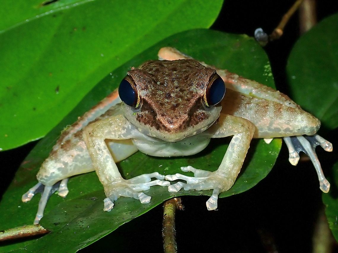Frog - Meristogenys sp.  Frog,Malaysia,Meristogenys,Meristogenys sp,Sabah